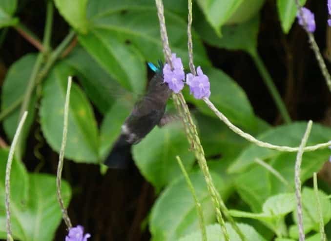 schneller-kolibri