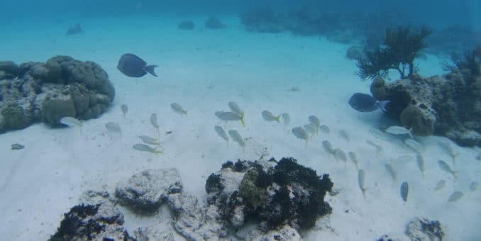 fische-am-riff