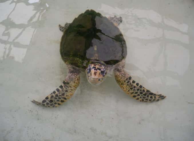 schildkroete-wer-bist-denn-du