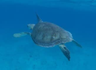 unterwasserschildkröte_schnorcheln_tobago_cays