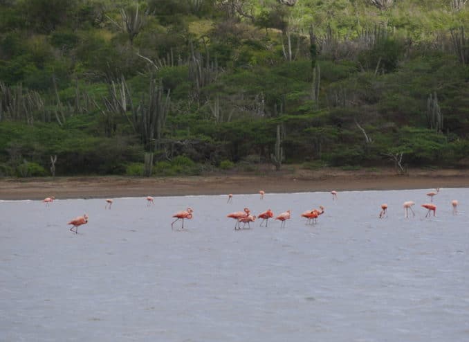 flamingos-salinen