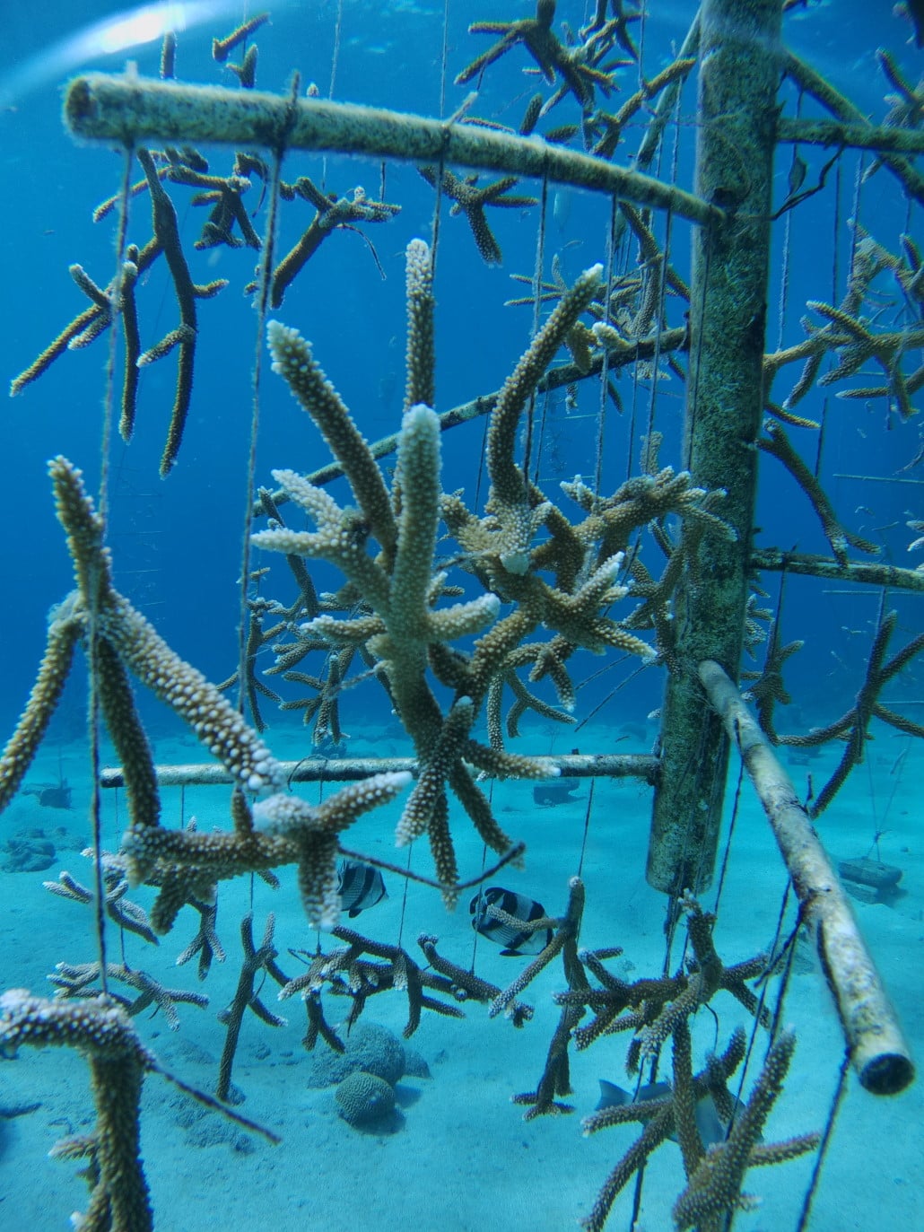 korallen-zucht