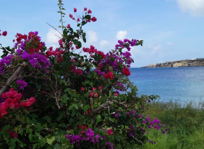 rote-blumen-curacao