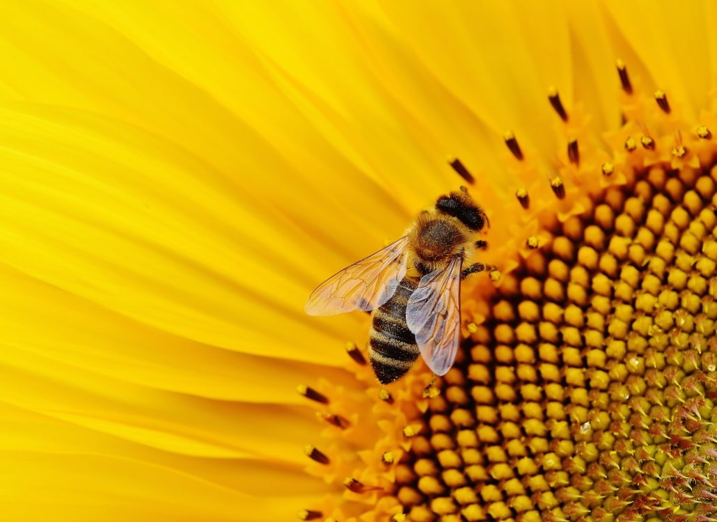 sonnenblume-mit-biene