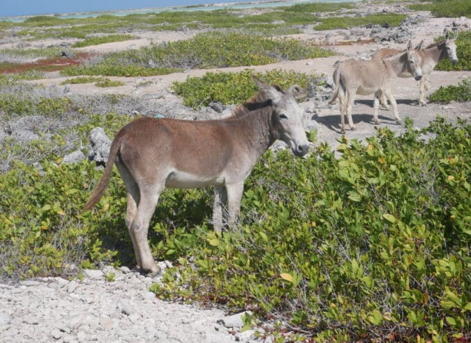 esel-auf-bonaire