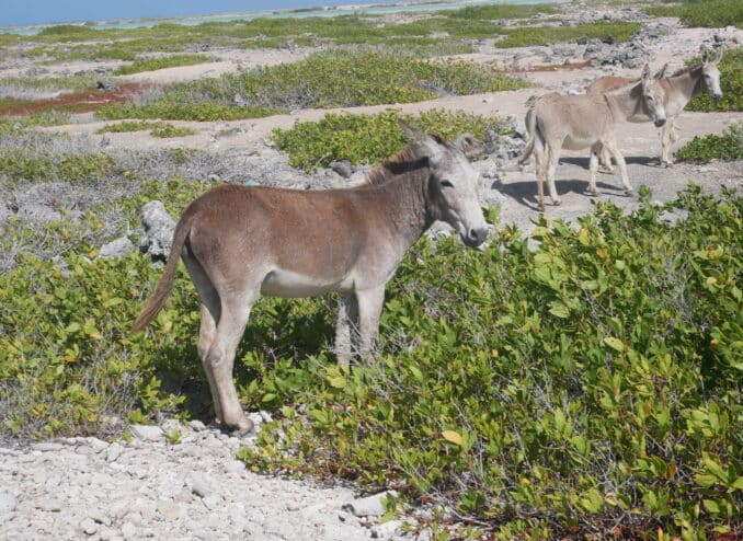 esel-auf-bonaire