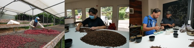kaffeeplantage