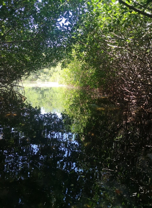 mangrovenwald-isla-grande