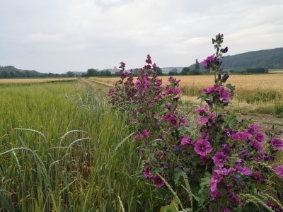 blumen