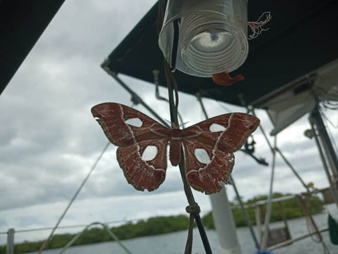 schmetterling_an_bord_ui