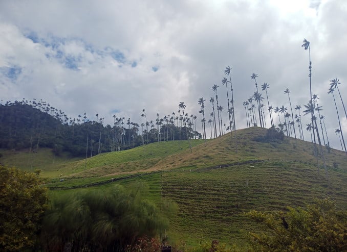 cera-palmen_im_cocora_tal