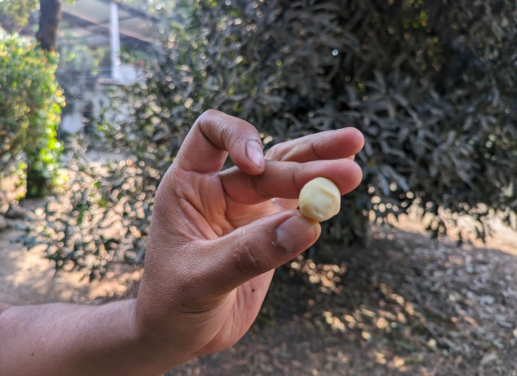 geschaelte_macadamia_nuss