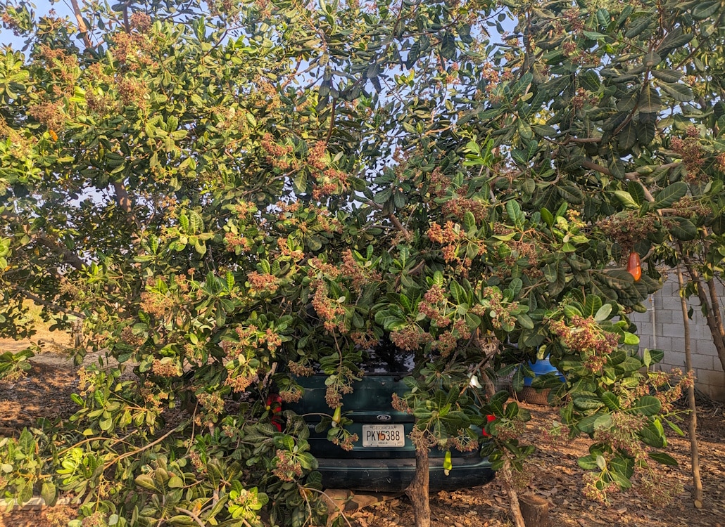 maranon_cashew_baum