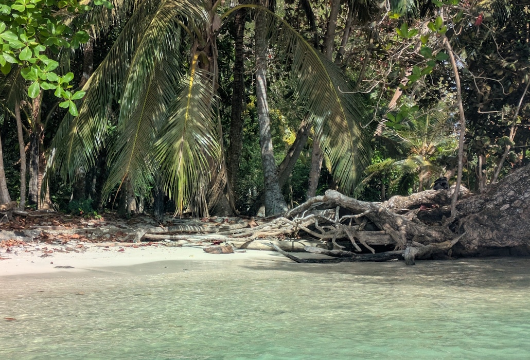 affe_auf_insel_linton