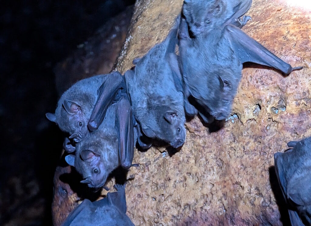 die_fledermause_im_detail