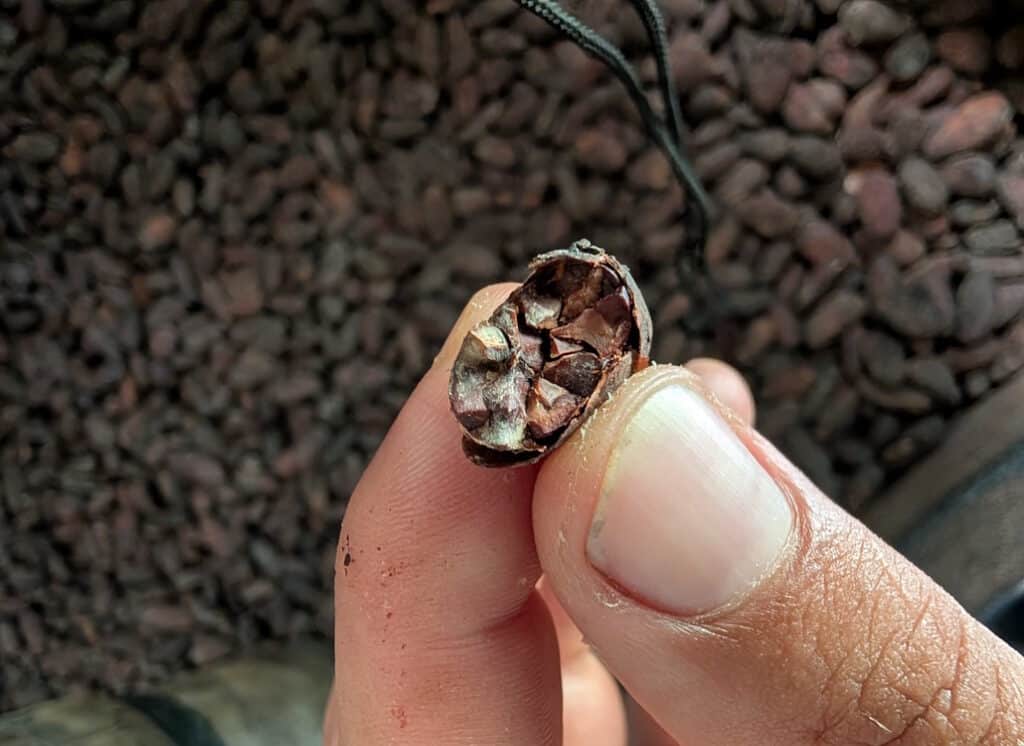 fertig_getrocknete_kakaobohne