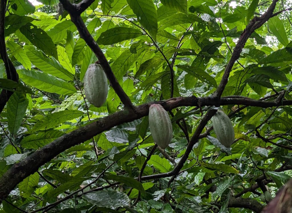 kakaoschotten_am_busch