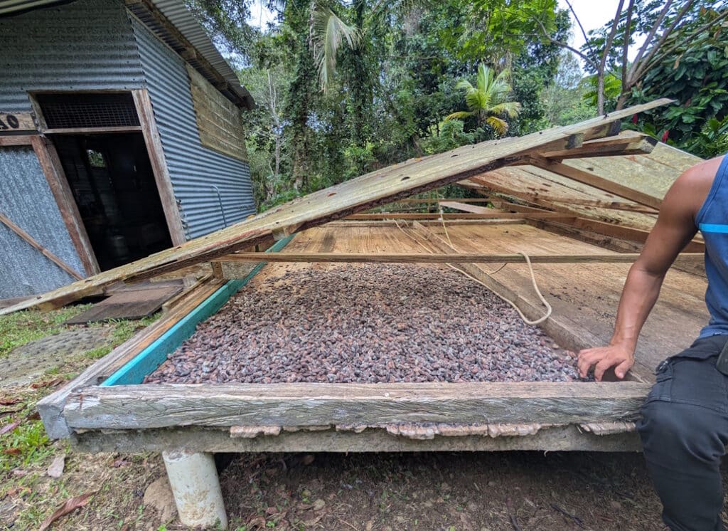 trocknen_fermentieren_der_kakaobohnen